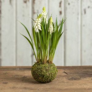 White Hyacinth in Moss Ball
