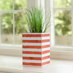 8″ Red Stripe Botanic Box